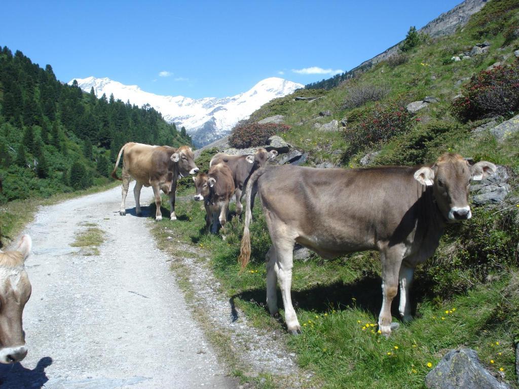 Gastehaus Rieser Hotel Ried im Zillertal Zewnętrze zdjęcie